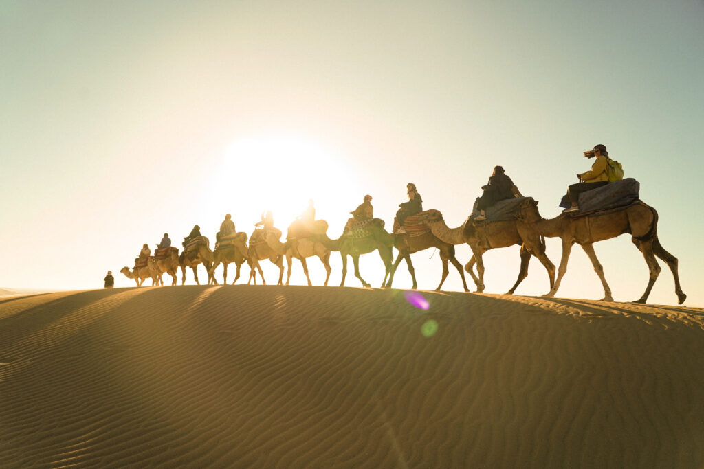 Imsouane surf camp Camel in timlanlin in the road between agadir and imsouane